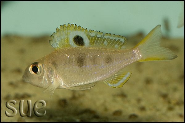 Ectodus descampsii 'Chisanze'